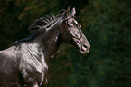 Deutsches Sportpferd Portrait