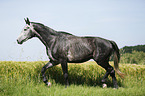 trabendes Deutsches Sportpferd