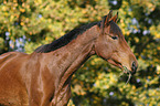 Deutsches Sportpferd Portrait