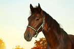 Deutsches Sportpferd Portrait