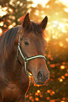 Deutsches Sportpferd Portrait