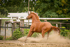 Deutsches Sportpferd