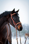 Deutsches Sportpferd