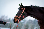 Deutsches Sportpferd