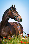 Deutsches Sportpferd Portrait