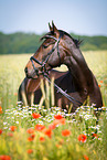 Deutsches Sportpferd Portrait