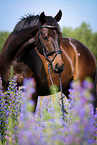 Deutsches Sportpferd Portrait