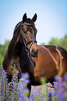 Deutsches Sportpferd Portrait