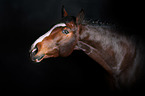 Deutsches Sportpferd Portrait