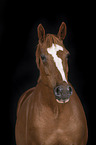 Deutsches Sportpferd Portrait