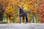 Deutsches Sportpferd