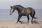 Deutsches Sportpferd Stute