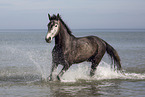 Deutsches Sportpferd Stute