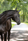 Deutsches Sportpferd