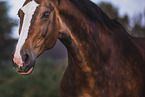 Deutsches Sportpferd