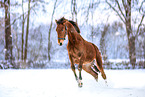 Deutsches Sportpferd