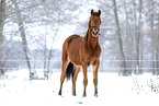 Deutsches Sportpferd