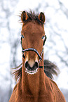 Deutsches Sportpferd