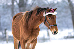 Deutsches Sportpferd