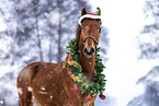 Deutsches Sportpferd