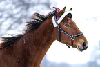 Deutsches Sportpferd