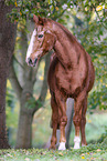 Deutsches Sportpferd