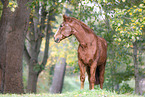 Deutsches Sportpferd