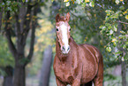 Deutsches Sportpferd