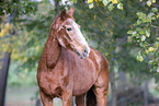 Deutsches Sportpferd