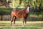 Deutsches Sportpferd