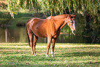 Deutsches Sportpferd