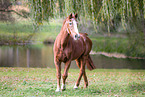 Deutsches Sportpferd