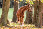 Deutsches Sportpferd