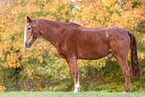 Deutsches Sportpferd