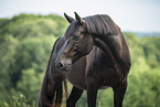 Deutsches Sportpferd