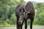 Deutsches Sportpferd