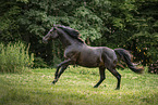 Deutsches Sportpferd