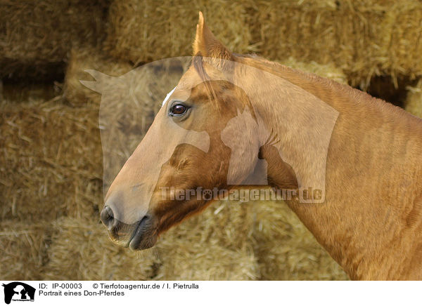Portrait eines Don-Pferdes / IP-00003
