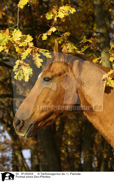 Portrait eines Don-Pferdes / IP-00004