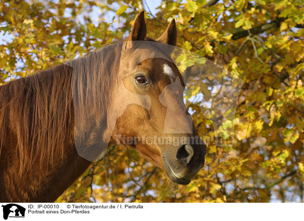 Portrait eines Don-Pferdes / IP-00010