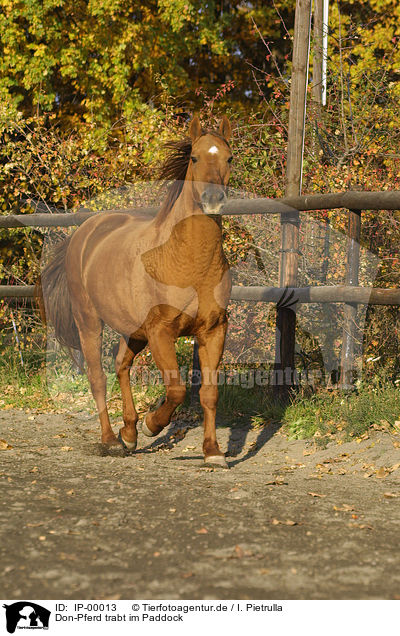 Don-Pferd trabt im Paddock / IP-00013