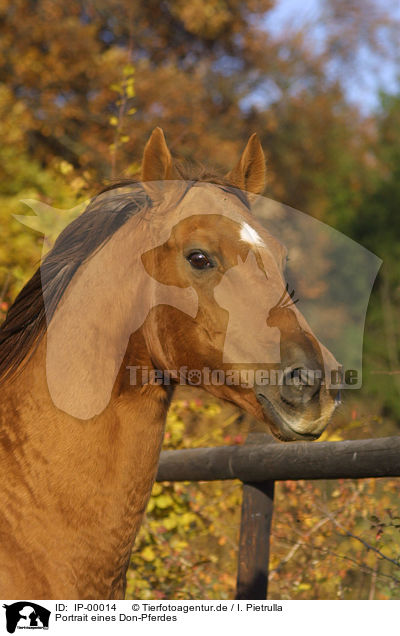 Portrait eines Don-Pferdes / horse portrait / IP-00014
