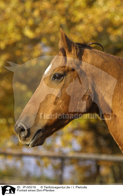 Portrait eines Don-Pferdes / horse portrait / IP-00016