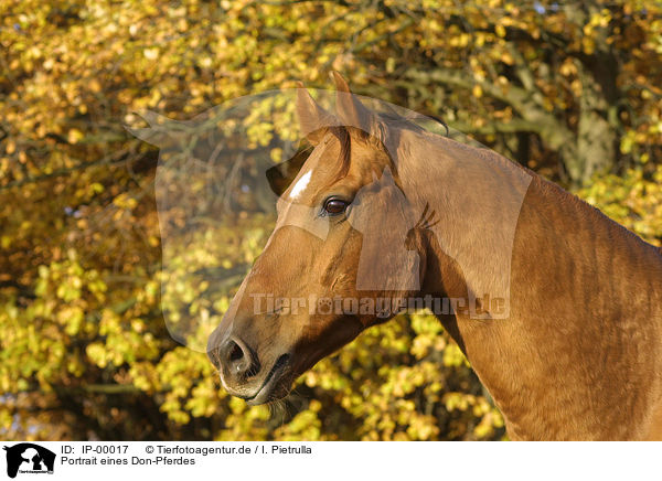 Portrait eines Don-Pferdes / horse portrait / IP-00017