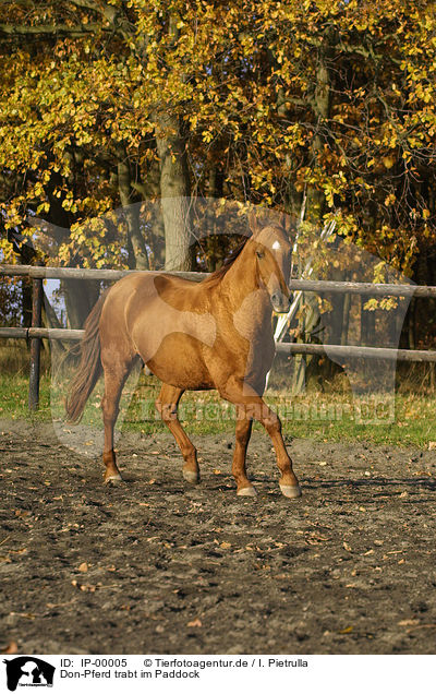 Don-Pferd trabt im Paddock / IP-00005