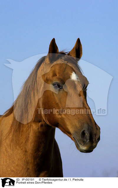 Portrait eines Don-Pferdes / portrait of a horse / IP-00191