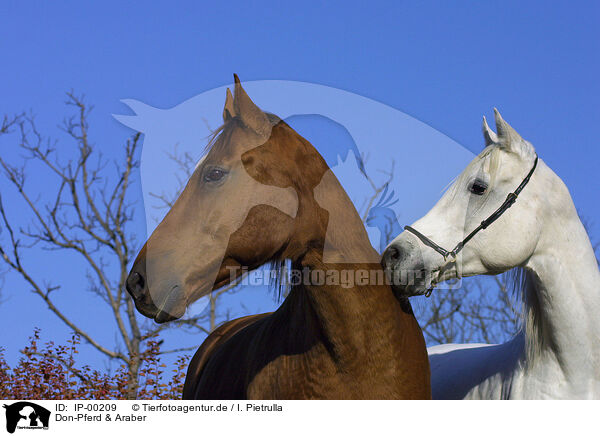 Don-Pferd & Araber / Don Horse & Arabian horse / IP-00209