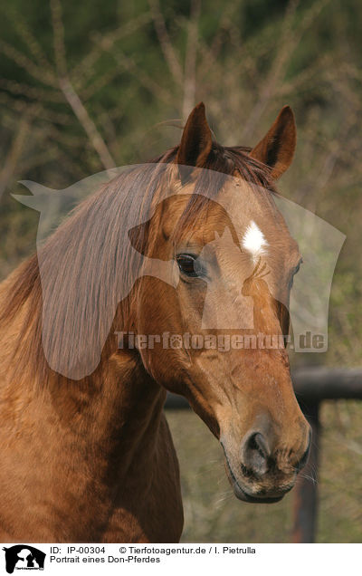 Portrait eines Don-Pferdes / horse portrait / IP-00304