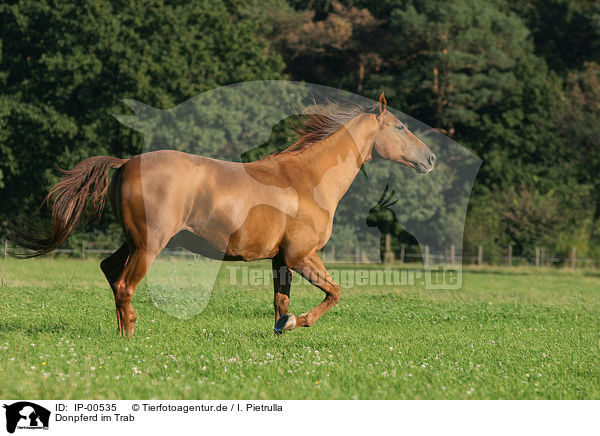 Donpferd im Trab / running horse / IP-00535