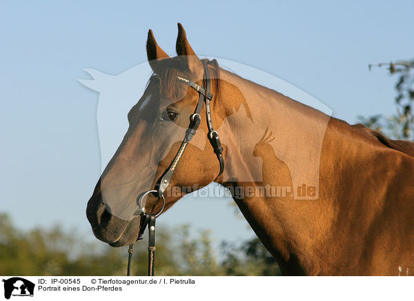 Portrait eines Don-Pferdes / IP-00545